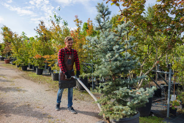 Best Tree Planting Services  in Asheboro, NC